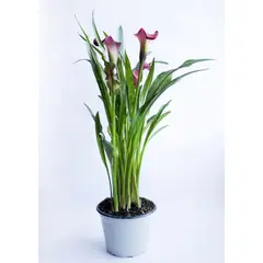 Timlog - Calla Copo de Leite Pote 14 Planta Natural