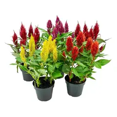 undefined - Celosia Twisted Pote 15 Planta Natural