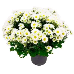 Timlog - Crisantemo Bola Belga Pote 15 Planta Natural