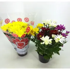 Timlog - Crisantemo Pote 11 Planta Natural
