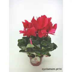 Timlog - Cyclamen Pote 14 Planta Natural