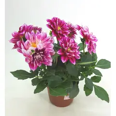 Timlog - Dahlinova Pote 15 Planta Natural