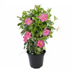 Timlog - Dipladenia Pote 14 Planta Natural