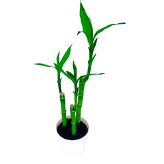 Timlog - Dracena Lucky Bamboo Bambu da Sorte