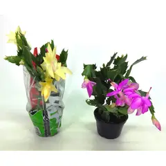 Timlog - Flor de Maio Pote 11 Sortida Planta Natural