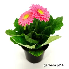 Timlog - Gérbera Pote 14 Planta Natural