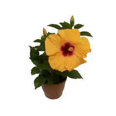 Timlog - Hibisco Pote 17 Planta Natural