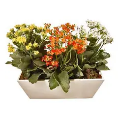 Timlog - Kalanchoe Jardineira