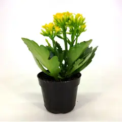 Timlog - Kalanchoe Pote 06