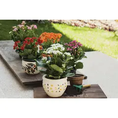 Timlog - Kalanchoe, Flor-da-Fortuna, Sortido
