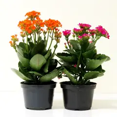 Timlog - Kalanchoe Pote 15