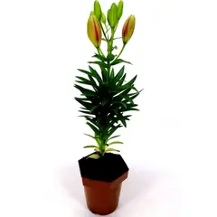 Timlog - Lírio Lilium Pote 12 Sortido Planta Natural