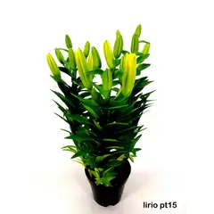 Timlog - Lírio Lilium Pote 15 Sortido Planta Natural