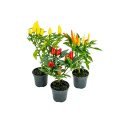 Timlog - Pimenta Pote 06 Planta Natural