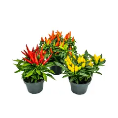 Timlog - Pimenta Pote 11 Planta Natural