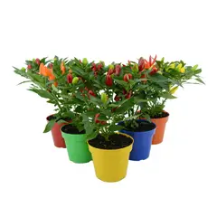 Timlog - Pimenta Pote 14 Planta Natural