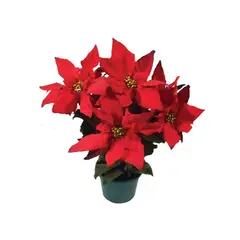 Timlog - Poinsetia Pote 14