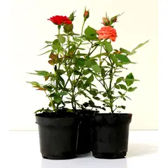 Timlog - Roseira Mini Rosa Chinensis Pote 06 Planta Natural