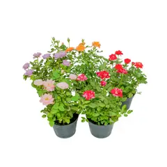 Timlog - Roseira Mini Rosa Chinensis Pote 13 Planta Natural