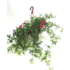 Timlog - Roseira Mini Rosa Chinensis Pendente Cuia 26 Planta Natural