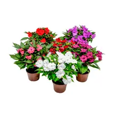 Timlog - Sunpatiens Pote 13 Planta Natural