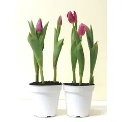 Timlog - Tulipa Pote 12 Planta Natural