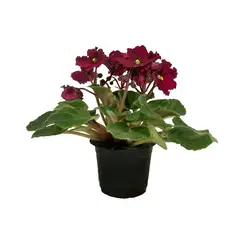 Timlog - Violeta Saintpaulia Pote 11 Planta Natural