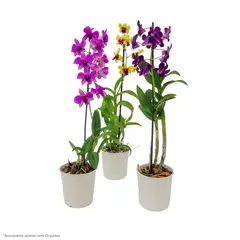 Timlog - Orquídea Denphalaen Pote 13