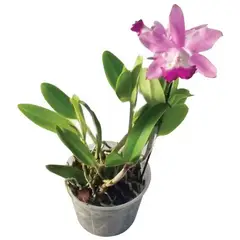 Timlog - Orquídea Cattleya Pote 15 Planta Natural