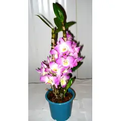 Timlog - Orquídea Dendrobium Pote 15 Planta Natural