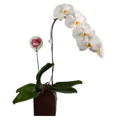 Timlog - Orquídea Exótica Multicores Pote 15 Planta Natural