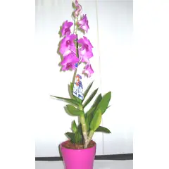 Timlog - Orquídea Denphalae Cerâmica Pote 13