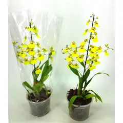 Timlog - Orquídea Oncidium Aloha Pote 15 Planta Natural