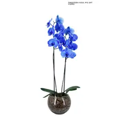 Timlog - Orquídea Phalaenopsis Azul P12