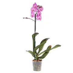 Timlog - Orquídea Phalaenopsis Pote 12 Planta Natural