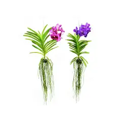 Timlog - Orquídea Vanda Planta Natural
