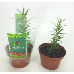 Timlog - Alecrim Pote 11 Planta Natural