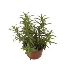 Timlog - Alecrim Pote 24 Planta Natural