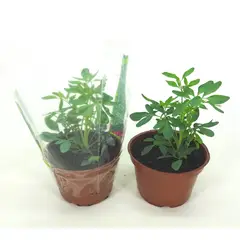 Timlog - Arruda Pote 11 Planta Natural