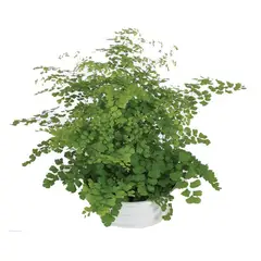 Timlog - Avenca Adiantum Cuia 21 Planta Natural