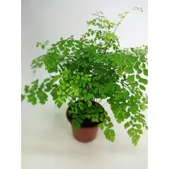 Timlog - Avenca Adiantum Sortida Variada Pote 14 Planta Natural