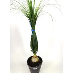Timlog - Beaucarnea Pata de Elefante Pote 24 Planta Natural