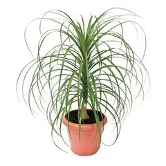 Timlog - Beaucarnea Pata de Elefante Pote 17 Planta Natural