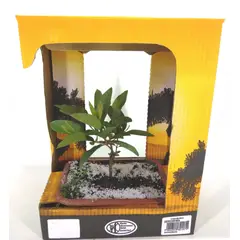 Timlog - Bonsai Jovem Fruta Planta Natural
