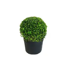 Timlog - Arbusto Buxinho Pote 24 Planta Natural