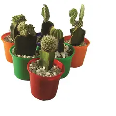 Timlog - Cacto Enxertado Pote 10 Planta Natural