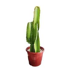 Timlog - Cacto Mandacaru 80cm Planta Natural