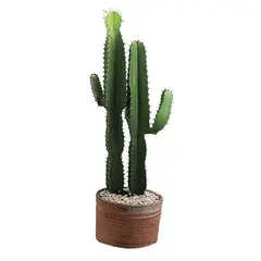 Timlog - Cacto Mandacaru 170cm Planta Natural