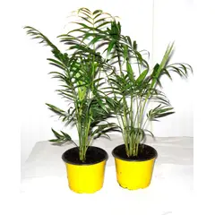 Timlog - Palmeira Chamaeodora Elegans Pote 11 Planta Natural
