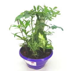Timlog - Coquetel 7 Ervas Cuia 21 Planta Natural